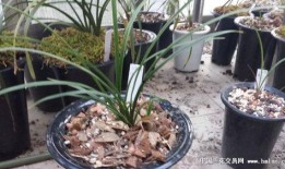 淫羊藿最新爆料,揭秘神奇草本植物的神奇功效与最新研究进展